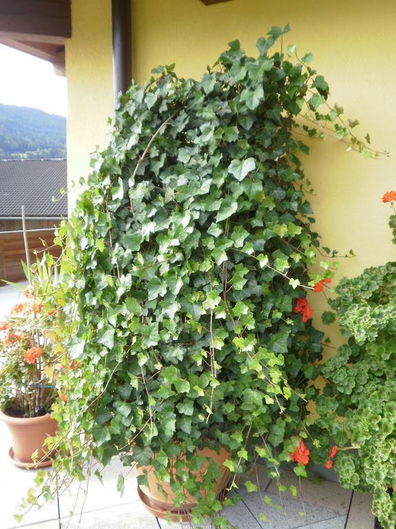 Haus Vordertiefenbach Hotell Wagrain Exteriör bild